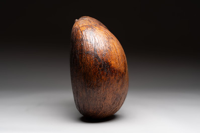 A coco de mer or sea coconut (Lodoicea maldivica), Seychelles