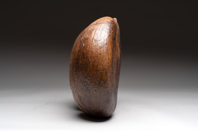 A coco de mer or sea coconut (Lodoicea maldivica), Seychelles
