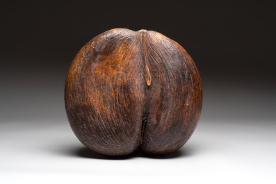 A coco de mer or sea coconut (Lodoicea maldivica), Seychelles