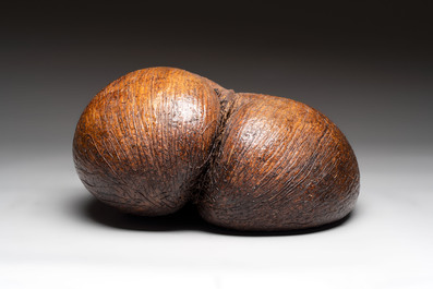 A coco de mer or sea coconut (Lodoicea maldivica), Seychelles