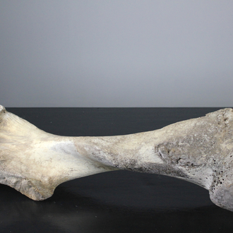 Humérus entier d'un mammouth fossile, époque Pléistocène