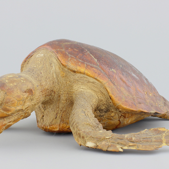 A taxidermy sea turtle, 19/20th C.