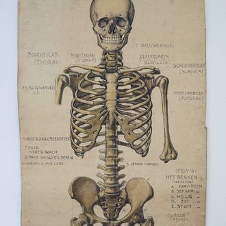 Two large anatomical drawings of human skeletons, ca. 1939