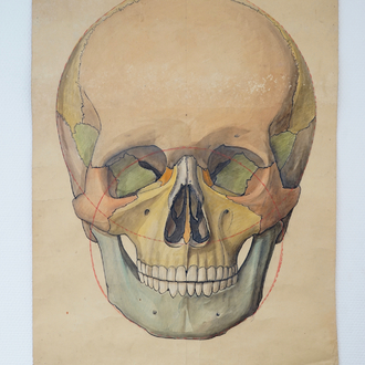 Three large anatomical drawings of skulls, 19/20th C.