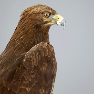 A golden eagle, presented standing on a rock, modern taxidermy