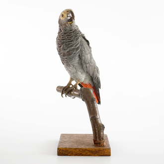 An African grey parrot, taxidermy, 20th C.