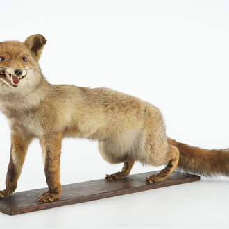 A fox on a wooden base, taxidermy, ca. 1930