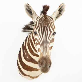 Een buste van een zebra, moderne taxidermie