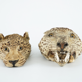 Deux têtes naturalisées de panthères, taxidermie du 19ème