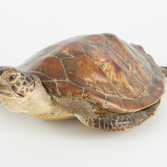 An old sea turtle, taxidermy, 19/20th C.