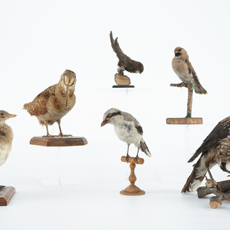 Six European birds, taxidermy, 19/20th C.