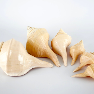 A set of six exceptionally large sea shells