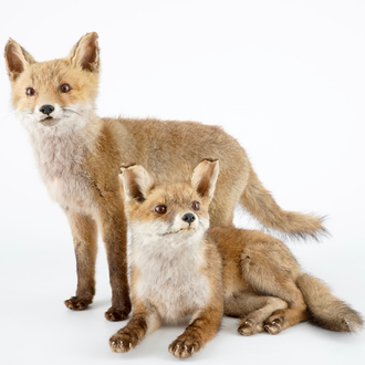 Two fox cubs, modern taxidermy, 2nd half 20th C.