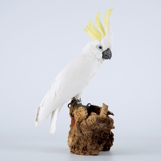 Een geelkuifkaketoe, moderne taxidermie