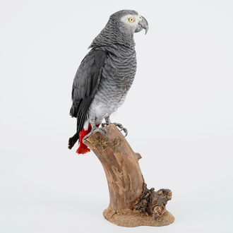 An African grey parrot, taxidermy, late 20th C.