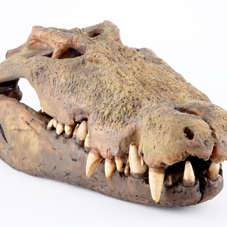 Dirk Claesen: a replica of the head of an Australian sea crocodile, late 20th C.