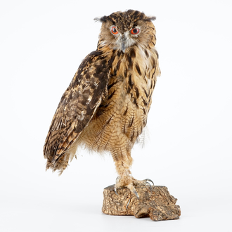 Een oehoe, moderne taxidermie