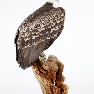 A Rüppell's vulture, presented on branch, recent taxidermy