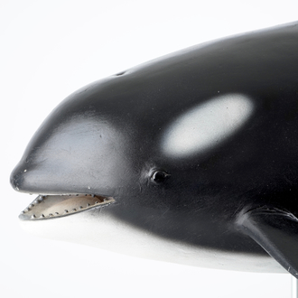 Dirk Claesen: une réplique d'un orque jeune, fin du 20ème siècle