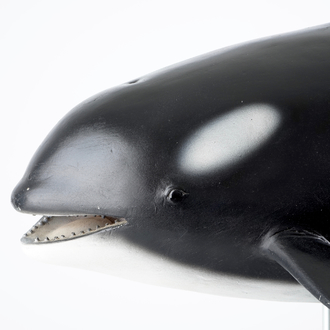 Dirk Claesen: a replica of a young killer whale, late 20th C.