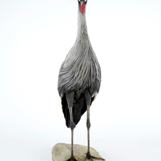 A grey crowned crane, presented standing on a ground, modern taxidermy