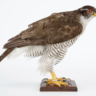 A female hawk on a wooden base, taxidermy, late 20th C.