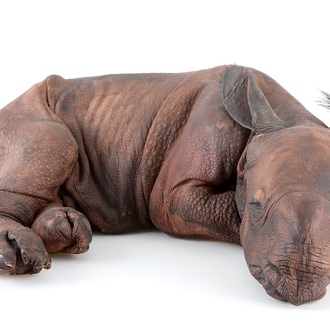 Dirk Claesen: a replica of a young rhinoceros, late 20th C.