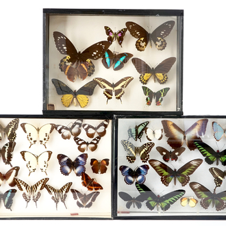 A set of three boxes with taxidermy butterflies, 1st half 20th C.