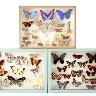 A set of three boxes with taxidermy butterflies, 1st half 20th C.