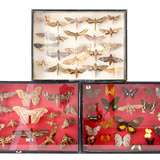 A set of three boxes with taxidermy butterflies, 1st half 20th C.