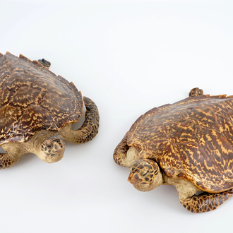 A pair of taxidermy sea turtles, early 20th C.