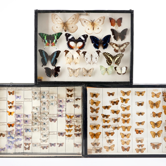 A set of three boxes with taxidermy butterflies, 1st half 20th C.