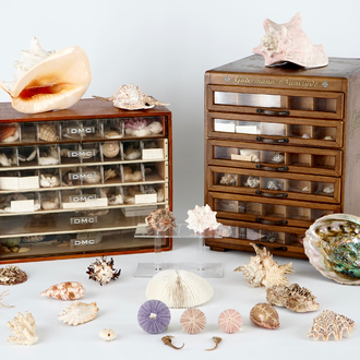 A fine collection of shells and other sea finds