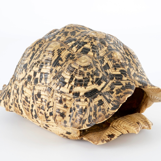 Een schild van een panter- of luipaardschildpad, Centraal-Afrika