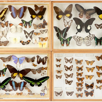 A set of four boxes with taxidermy butterflies, 1st half 20th C.