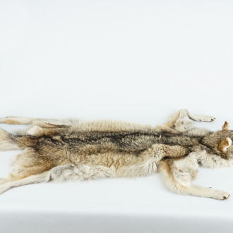 A taxidermy grey wolf skin rug, 2nd half 20th C.