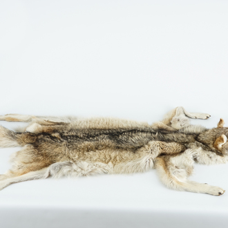 Un loup gris préparé comme tapis, taxidermie, 2ème moitié du 20ème