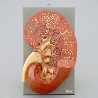 Un modèle anatomique d'un rein, milieu du 20ème
