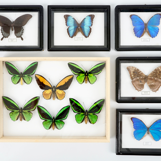Een kleine collectie kleurrijke exotische vlinders