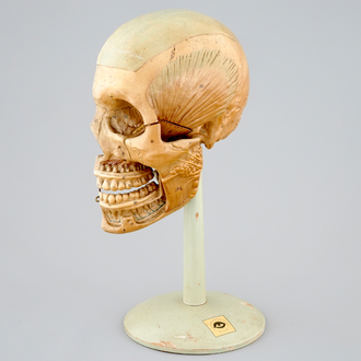 Een anatomisch model van een hoofd, midden 20e eeuw