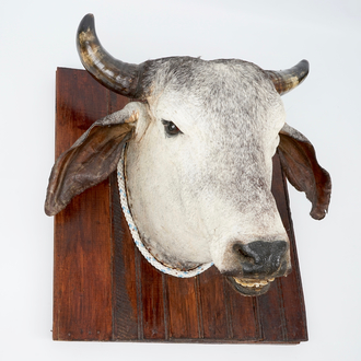 Une tête d'une vache brahmane, taxidermie moderne