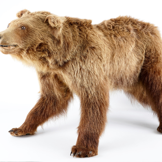 Un ours brun, présenté debout, taxidermie récente