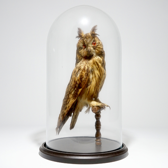 Een uil onder glazen stolp, taxidermie, begin 20e eeuw