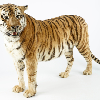 Un tigre du Bengale, présenté debout, taxidermie récente