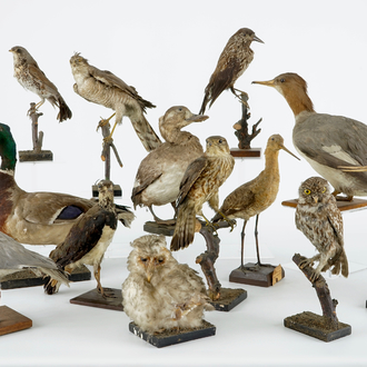 Een lot van 13 vogels, taxidermie, 19/20e eeuw