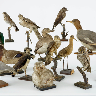 Un lot de 13 oiseaux, taxidermie, 19/20ème