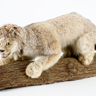 A Canadian lynx presented on a tree trunk, taxidermy from the late 20th C.
