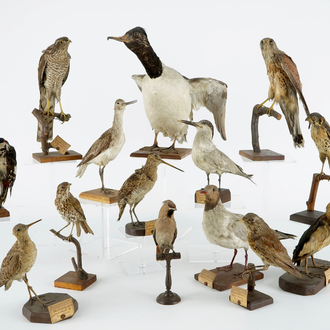 Een lot van 14 vogels, taxidermie, 19/20e eeuw