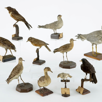 Un lot de 10 oiseaux, taxidermie, 19/20ème