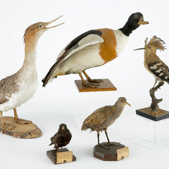 Een lot van 5 vogels, taxidermie, 19/20e eeuw